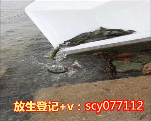 <strong>广州放生的鱼类福报</strong>