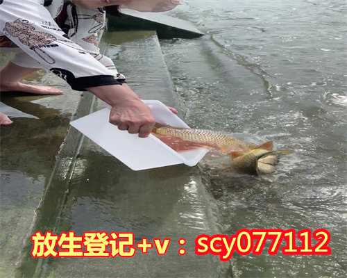 放生选择什么地方，人生最有意义的选择