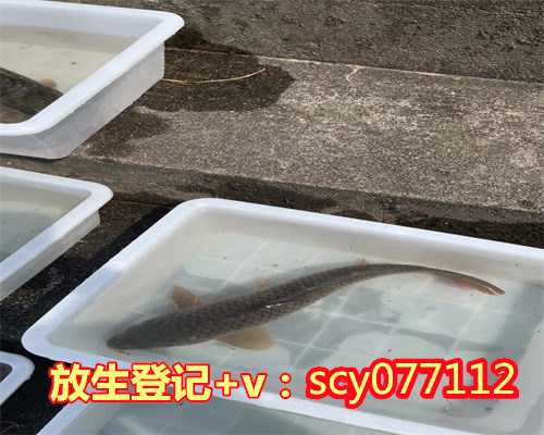 海口放生点,海口放生鳝鱼的地方,海口哪里适合放生鸭子
