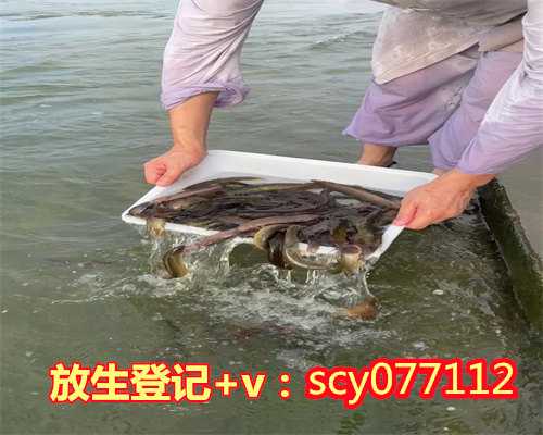 广州放生的泥鳅能帮到家人子女吗（广州放生延寿实例视频）