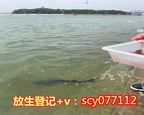 海口黄埔区放生最好的地方（海口放生乌龟的时间和注意事项视频）