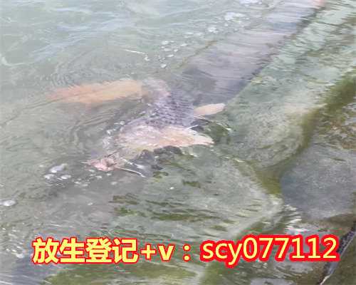 广东放生的好处的真实例子，广东放生老鳖在哪里，广东延寿十年需要放生几次