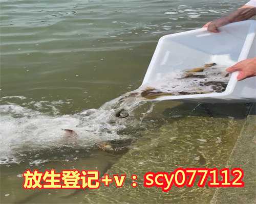 元宵节放生，糯米酒酿元宵的做法