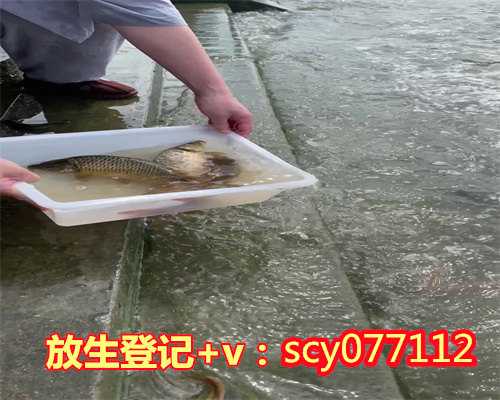 为什么选择鲤鱼放生，锦鲤不宜野外放生_锦鲤怎么放生