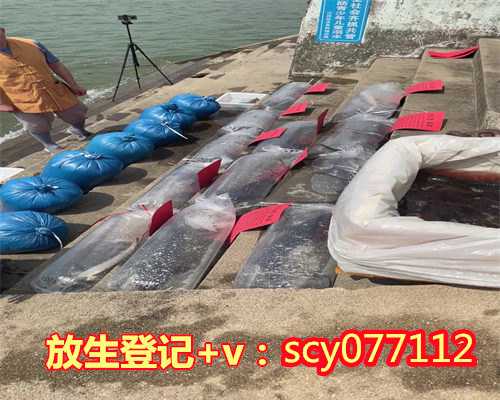 新站诸葛常青 放生,新站哪里放生鲤鱼最好,新站和情人一起放生好吗