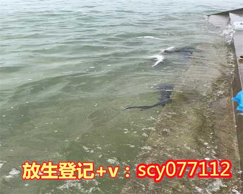 南宁哪里适合放生鲤鱼，南宁志愿者“地球日”邕江放生鱼苗