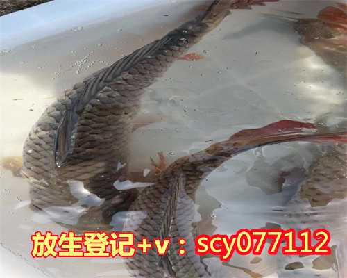南宁何地可以放生乌龟，南宁志愿者“地球日”邕江放生鱼苗