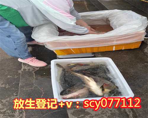 冬天放生甲鱼能活吗，甲鱼三万元不卖，放生