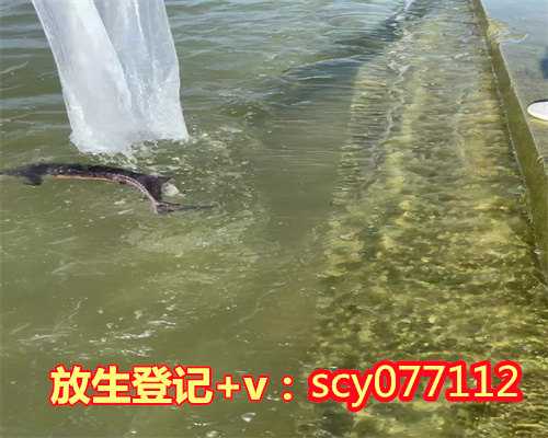 云南哪里能放生鹌鹑，云南2015年12月21日共修放生