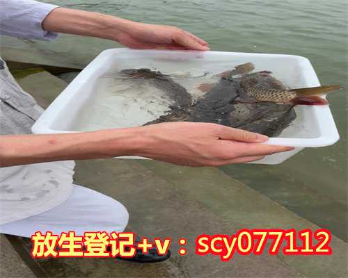 3月十五适合放生吗吉利吗，圆满放生：适合干法暂养的鳝鱼放生3