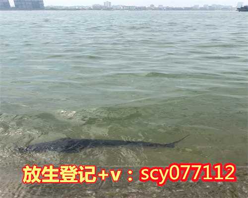 为什么有些人会去放生，为什么有些人算命那么准？