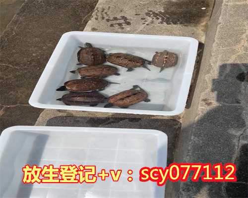 为家人放生怎么回向别人，简单的放生回向文