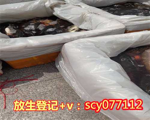 小甲鱼苗放生能活嘛，17只甲鱼，身还自然