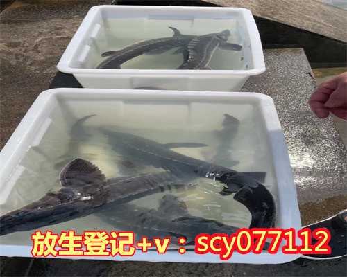九月初九重阳节放生好吗,农历九月十九恭迎观世音菩萨出家日