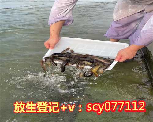 宁波在哪里放生红色鲤鱼，宁波东海放生鲫鱼的地方，宁波放生积阴德多久可以