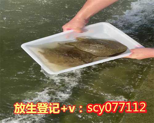 东莞哪里能放生青蛙，东莞观音山举行“新年撞钟”抄经诵经共修法会