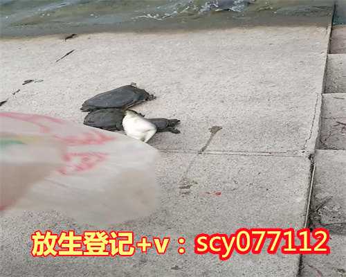 南昌至亲离世后代替她放生还是放生后回向给她，哪个好,南昌鹌鹑去哪里放生